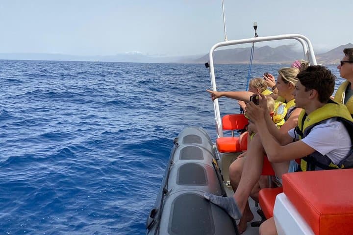 2h Dolphin and Whale Viewing + Snorkeling Tour