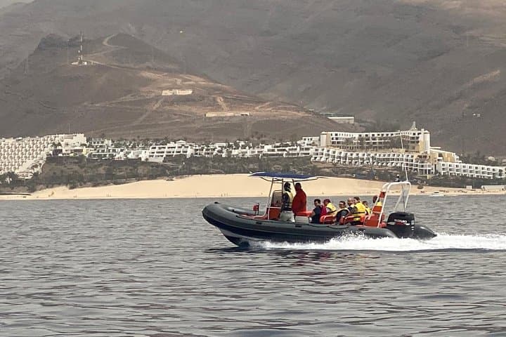2h Dolphin and Whale Viewing + Snorkeling Tour