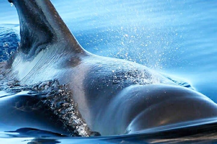 Whale & Dolphin Watching With Mustcat Virgin Coast Trip On a Large Catamaran