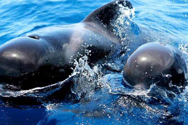 Whale & Dolphin Watching With Mustcat Virgin Coast Trip On a Large Catamaran