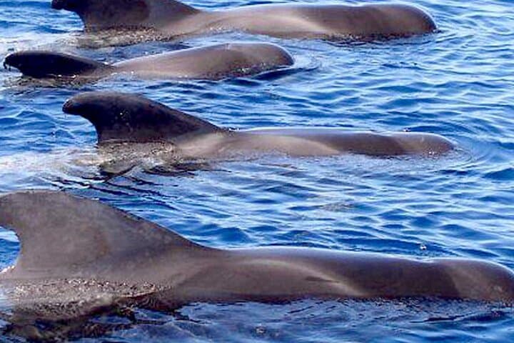 Whale & Dolphin Watching With Mustcat Virgin Coast Trip On a Large Catamaran
