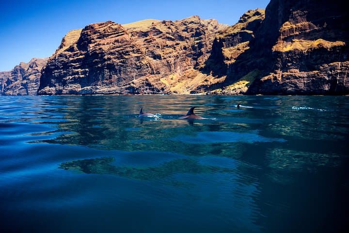 Whale watching & listening Eco-Catamaran Tour with Snacks &Drinks