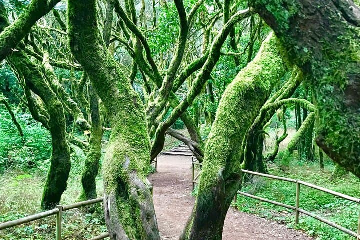 laurel forest
