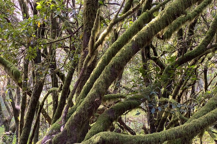 laurel forest