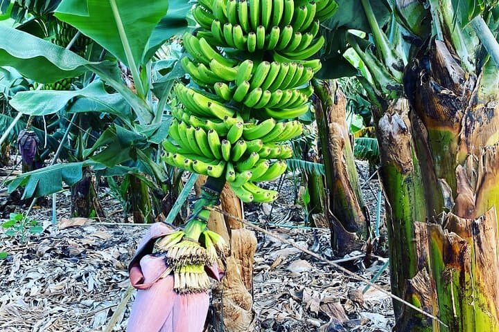 Canarian banana