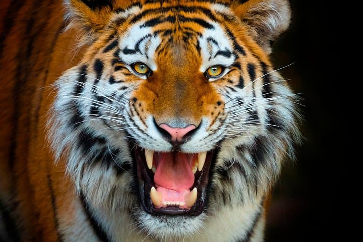 Tigre de Bengala