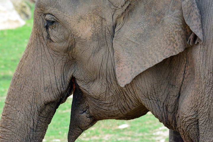 Elefante Asiático