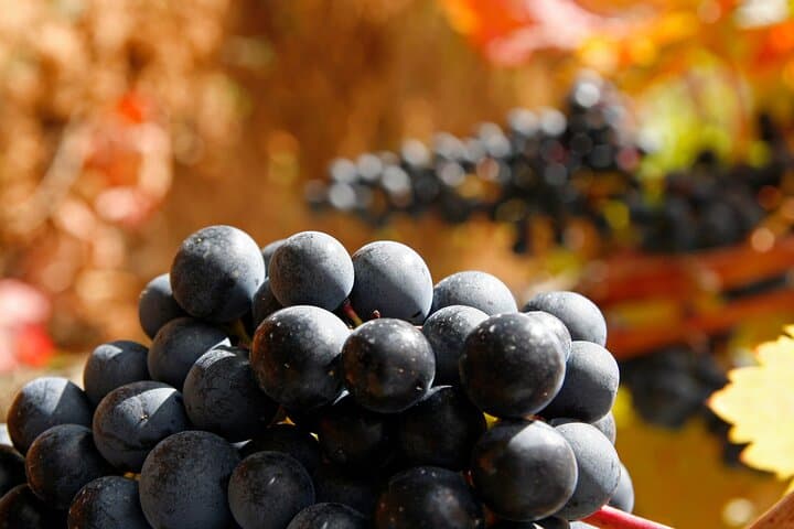 Rioja grapes