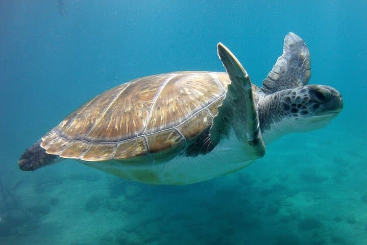 Snorkelling safari in a turtle area