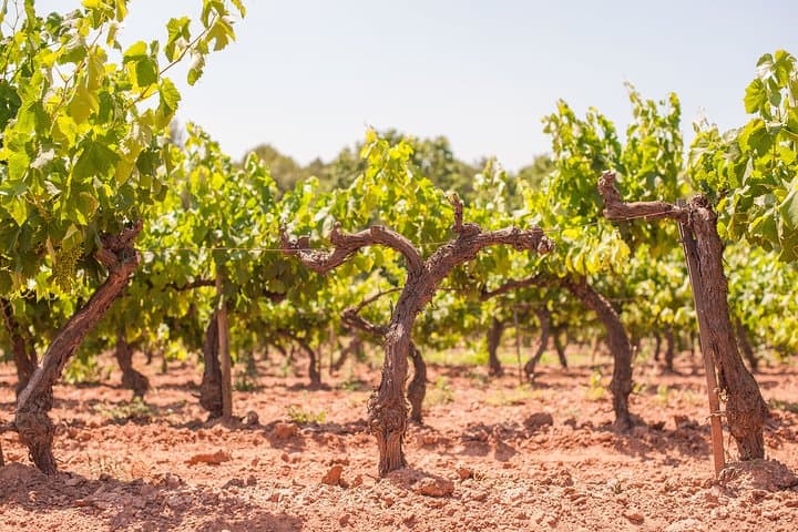 Vineyards