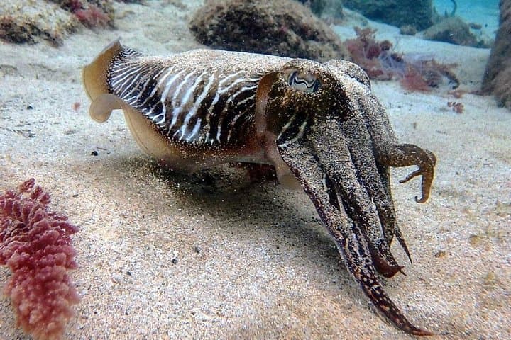 Lanzarote: Try Scuba Diving – 2 Dives Experience