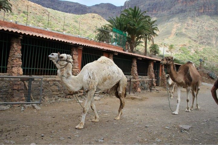 Camel Ride in Fataga with Tapas and drinks