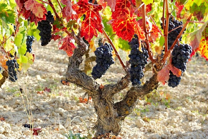 Private Rioja Wine Tour: 2 Wineries from San Sebastian