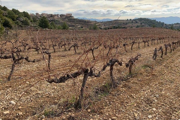 Private Priorat Tour with Wine Tastings & Lunch from Barcelona