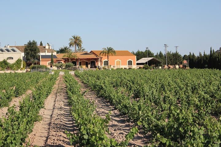 vineyards and winery in the background