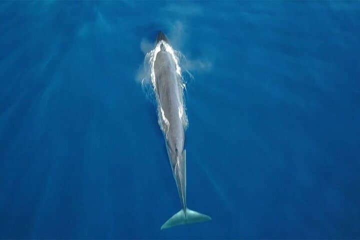 Funny dolphins