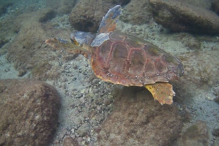 Scuba Diving Baptism in Costa Teguise, Lanzarote