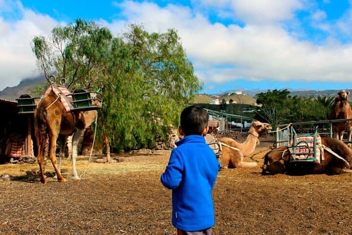 Skip the Line: Camel Park Tenerife Ticket