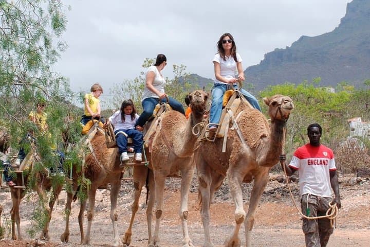 Skip the Line: Camel Park Tenerife Ticket