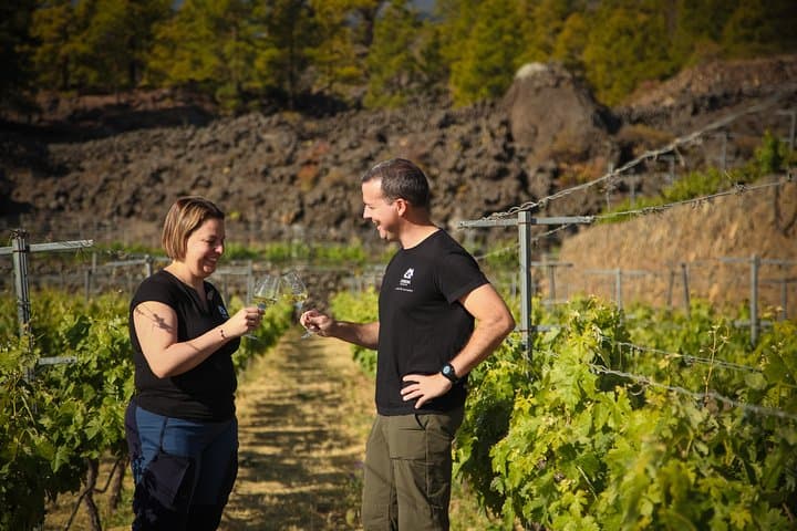 Visit to Arafo Mountain Vineyard and Organic Wine Tasting