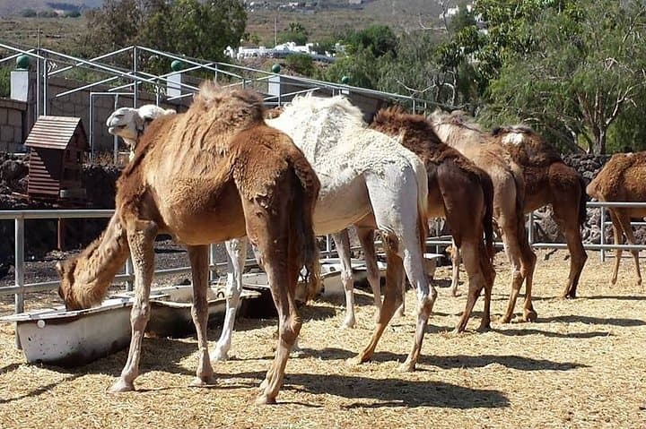 Skip the Line: Camel Park Tenerife Ticket