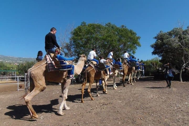 Skip the Line: Camel Park Tenerife Ticket