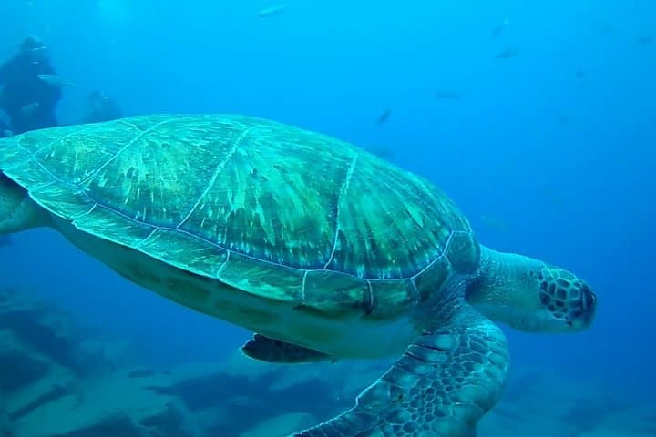 Diving for beginners by boat from Puerto Colon