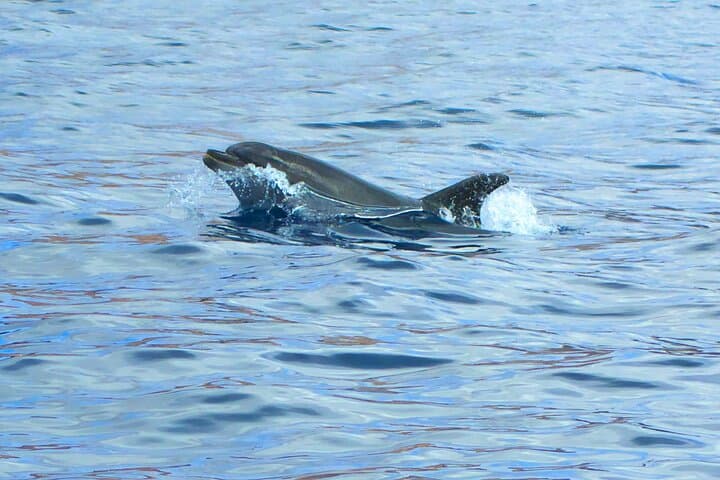 dolphins