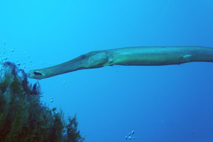 Trumpetfish Diving Lanzarote