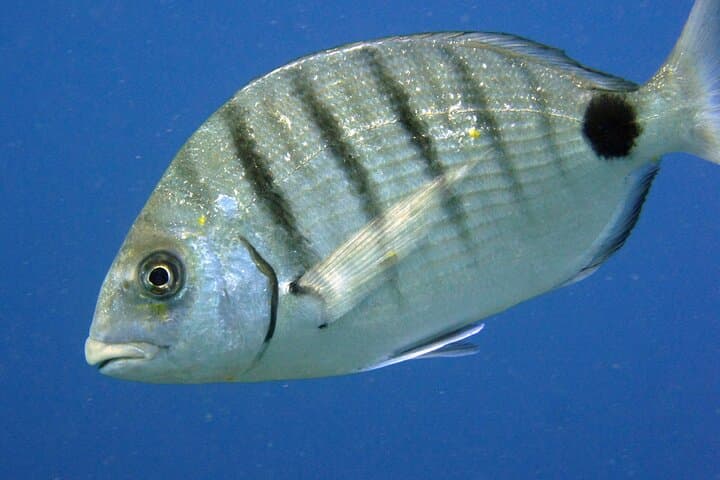 Diving Lanzarote