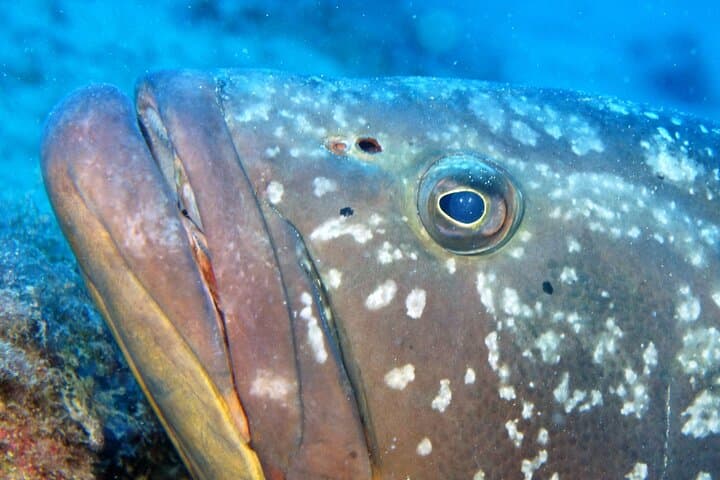 Grouper Diving Lanzarote