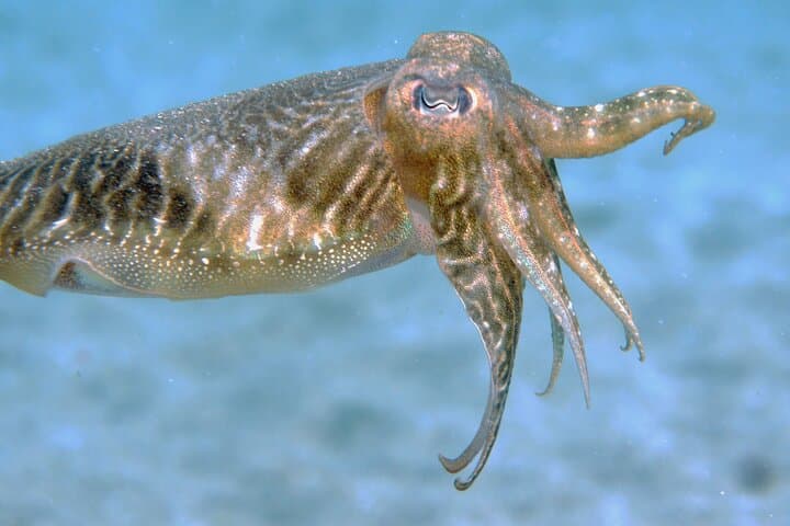 Cuttlefish Diving Lanzarote