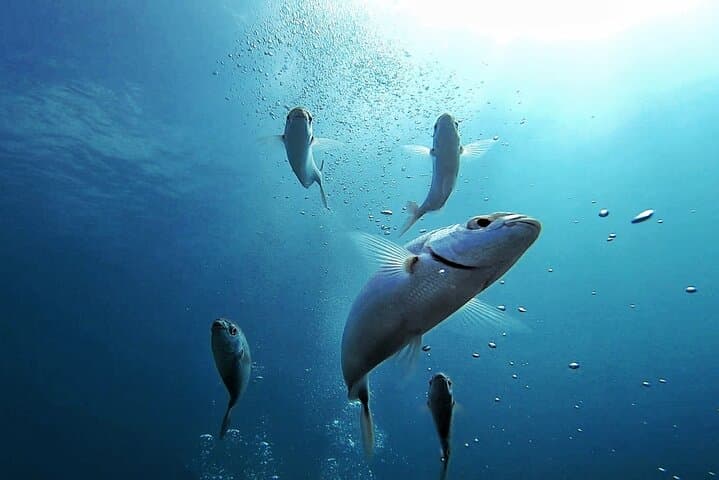 Discover the underwater world PHOTO AND VIDEO for free