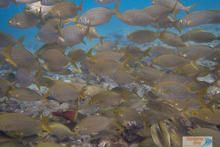 Dive Baptism 1 Dive In Tenerife 3,5h