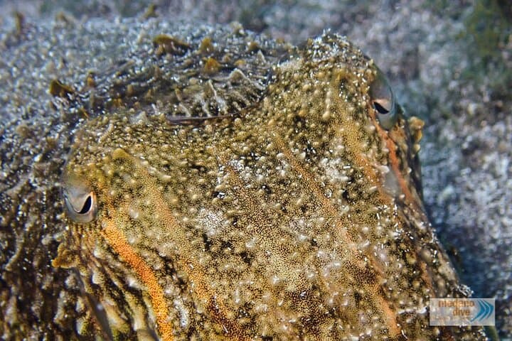 Dive Baptism 1 Dive In Tenerife 3,5h