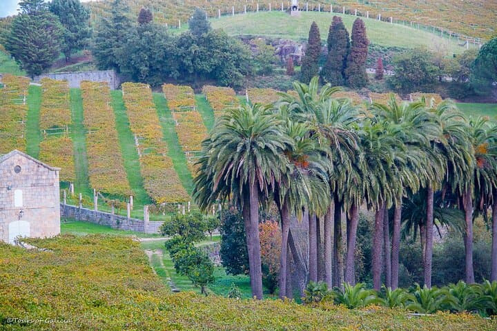 Albariño trails Private Wine Tour/Shore excursion from Vigo
