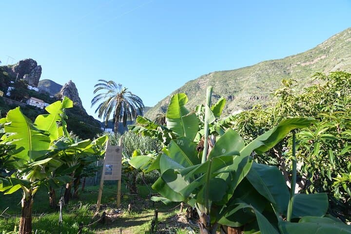 Visit the Ethnographic Park of La Gomera