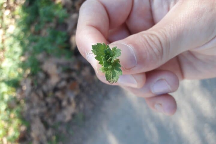 Half Day Gastronomic Wild Walk in Girona