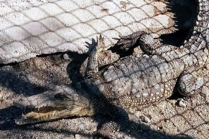 Boat Ride-Gentle Beach Beach Horseback Ride - Crocs - Turtles