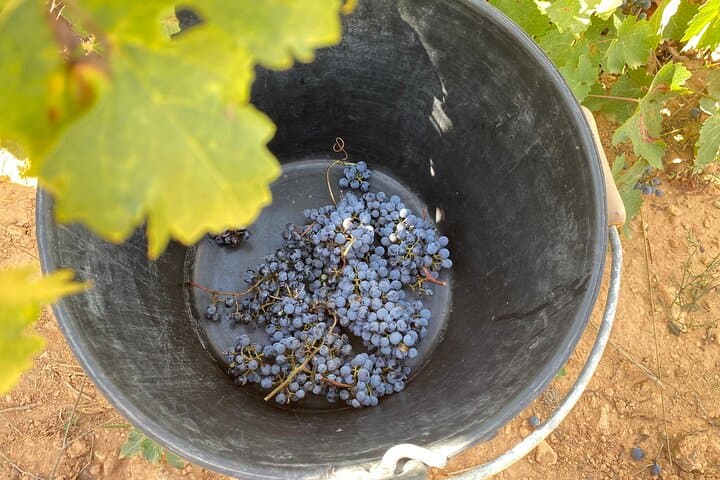 Valencia Wine Country Tour: Wineries, Lunch & Bobal Wines