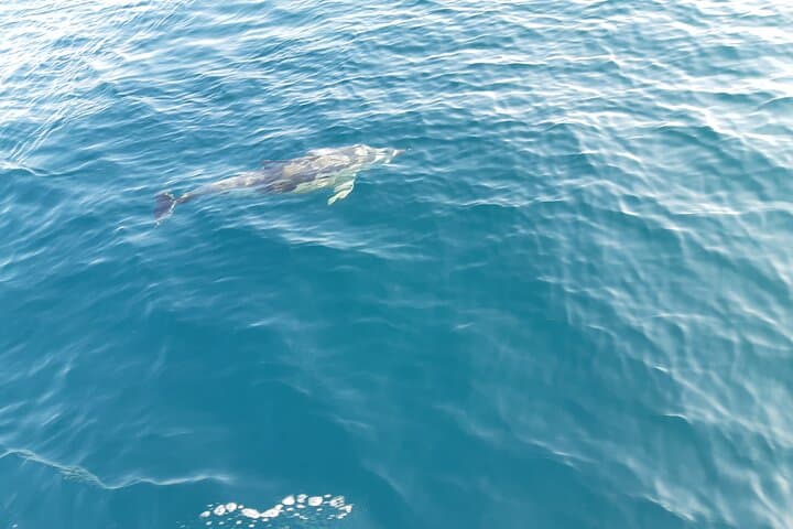 During the tour we have the visit of the dolphins along the coast of Marbella