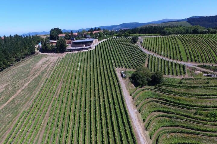 Bilbao: Txakoli and Local Flavors in the Urdaibai Biosphere