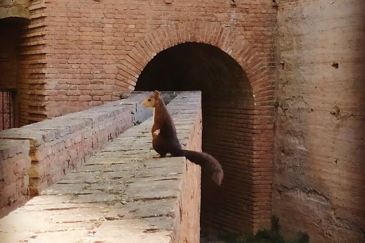 Complete Alhambra with tour guide - Avoid individual queues