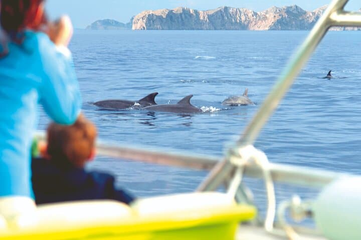 Mallorca: Alcudia Sunrise Dolphin-Watching Boat Trip