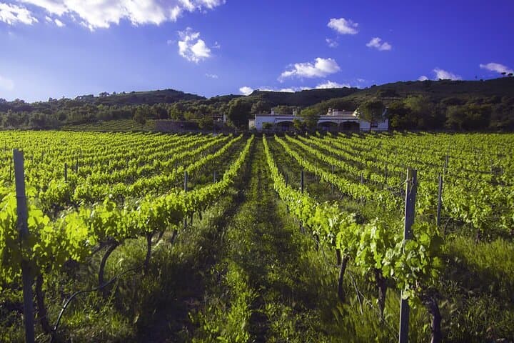 e-Bike (Self-Guided) & Winery tour - 20km Easy