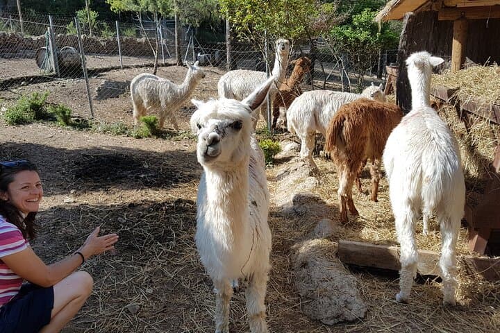 Private Tour - Hike and wine tasting at the Penedés