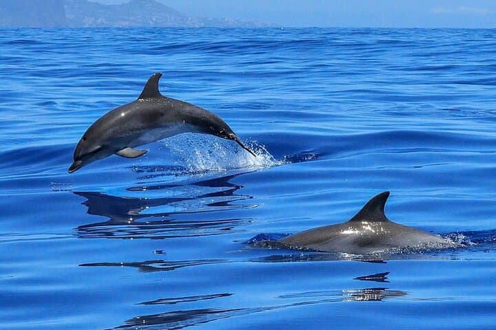Whale & Dolphin Watching in Tenerife (Puerto Colon) On a Large Catamaran