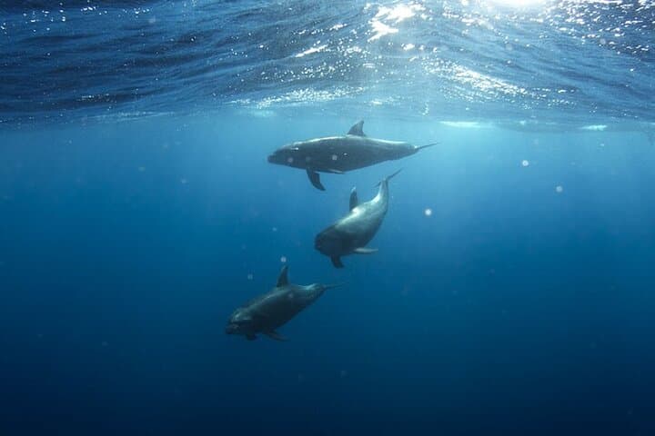 Whale & Dolphin Watching in Tenerife (Puerto Colon) On a Large Catamaran