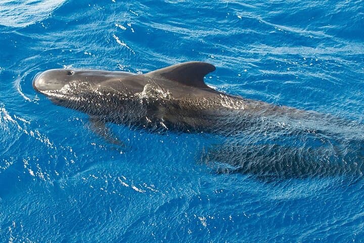 Whale & Dolphin Watching in Tenerife (Puerto Colon) On a Large Catamaran