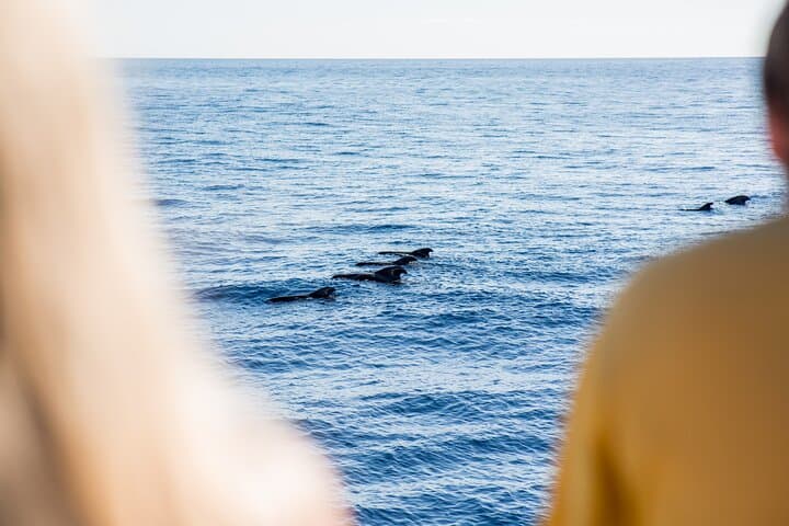 Royal Delfin 3H Dolphin & Whale Watching! Swimming & Lunch!